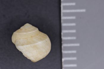 Media type: image;   Malacology 89661 Description: Image of dry shell. Photographed for a researcher request.;  Aspect: LAT